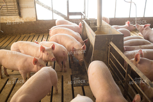 Pigs in Modern Barn with Feeder 3856