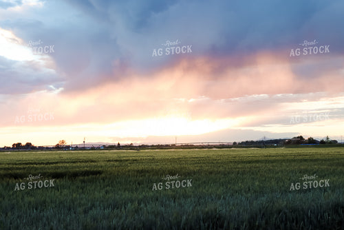 Irrigated Field 83051