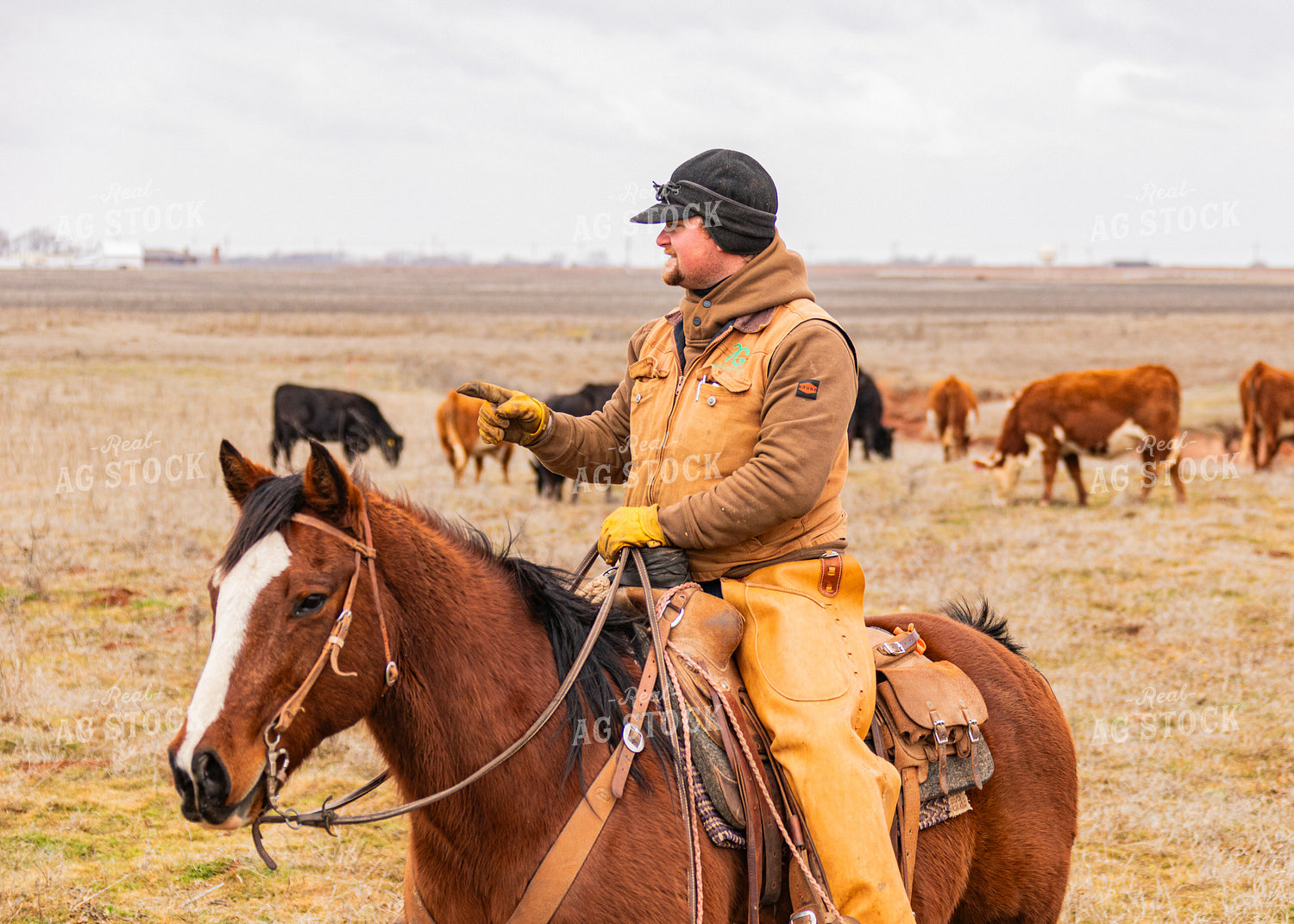 Rancher Herding Cattle on Horseback 231080