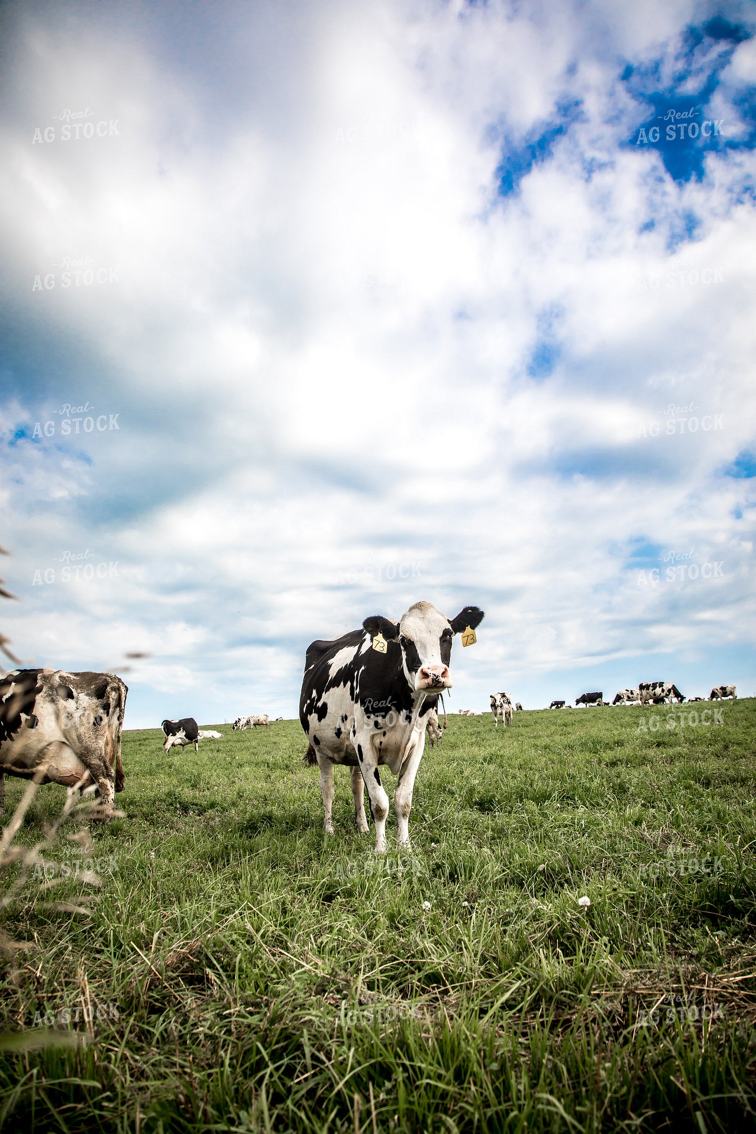 Holstein Cattle in Pasture 250108