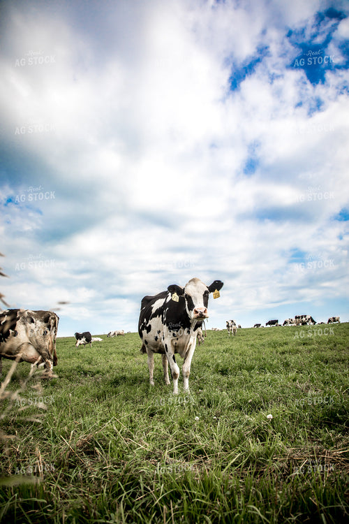 Holstein Cattle in Pasture 250108