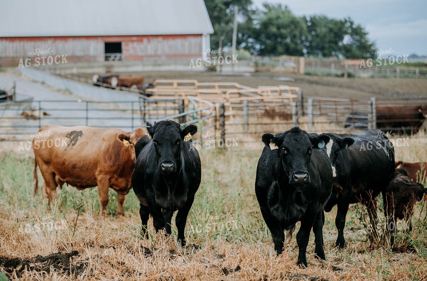 Cows in Farmyard 77120