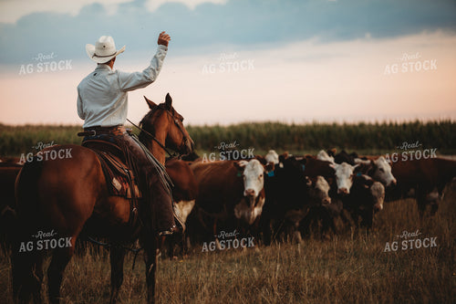 Rancher and Cattle in Pasture 6455