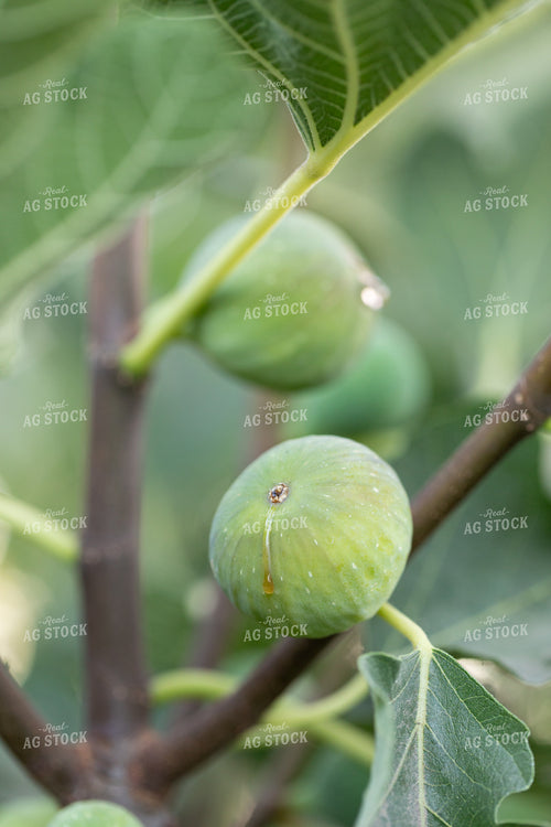 Fig Tree 276066