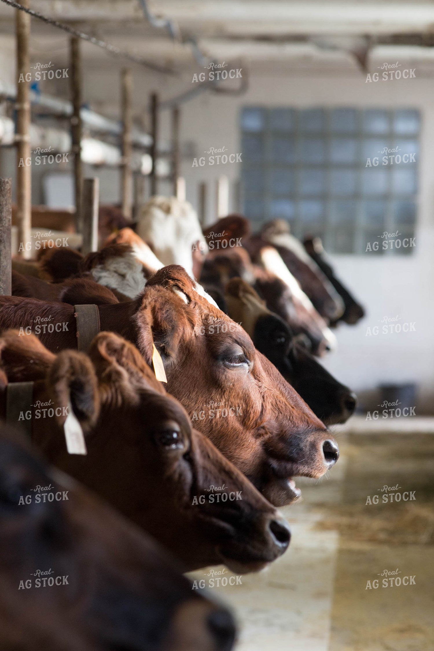 Dairy Cattle Being Milked 161033