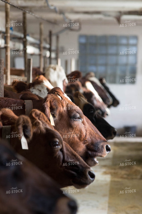 Dairy Cattle Being Milked 161033