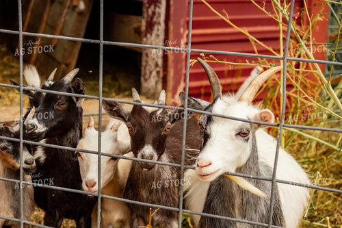 Goats 155082