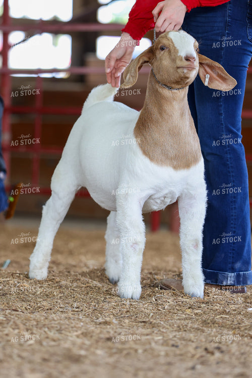 Goat Show 160417