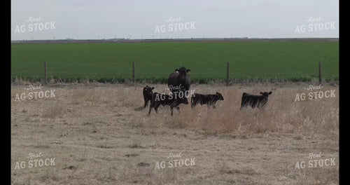 Angus Cow Calf Pairs 239172