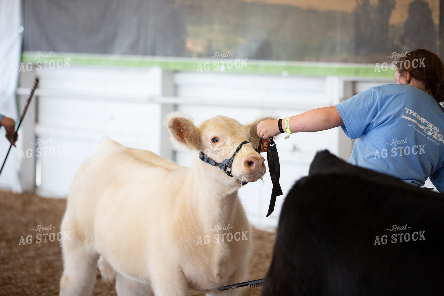 Showing Cattle 270098