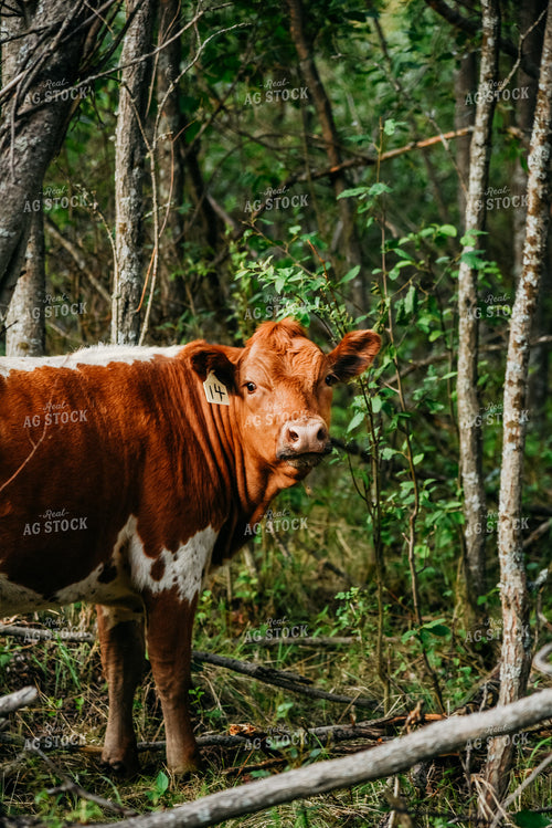 Calf in Pasture 64037