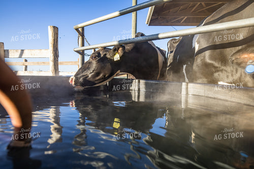 Holstein Cattle Drinking from Water Trough 270511