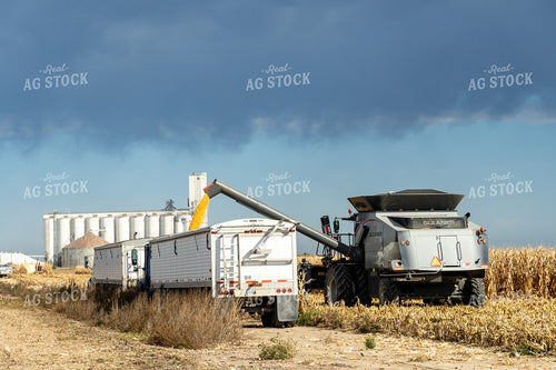 Corn Harvest 65098