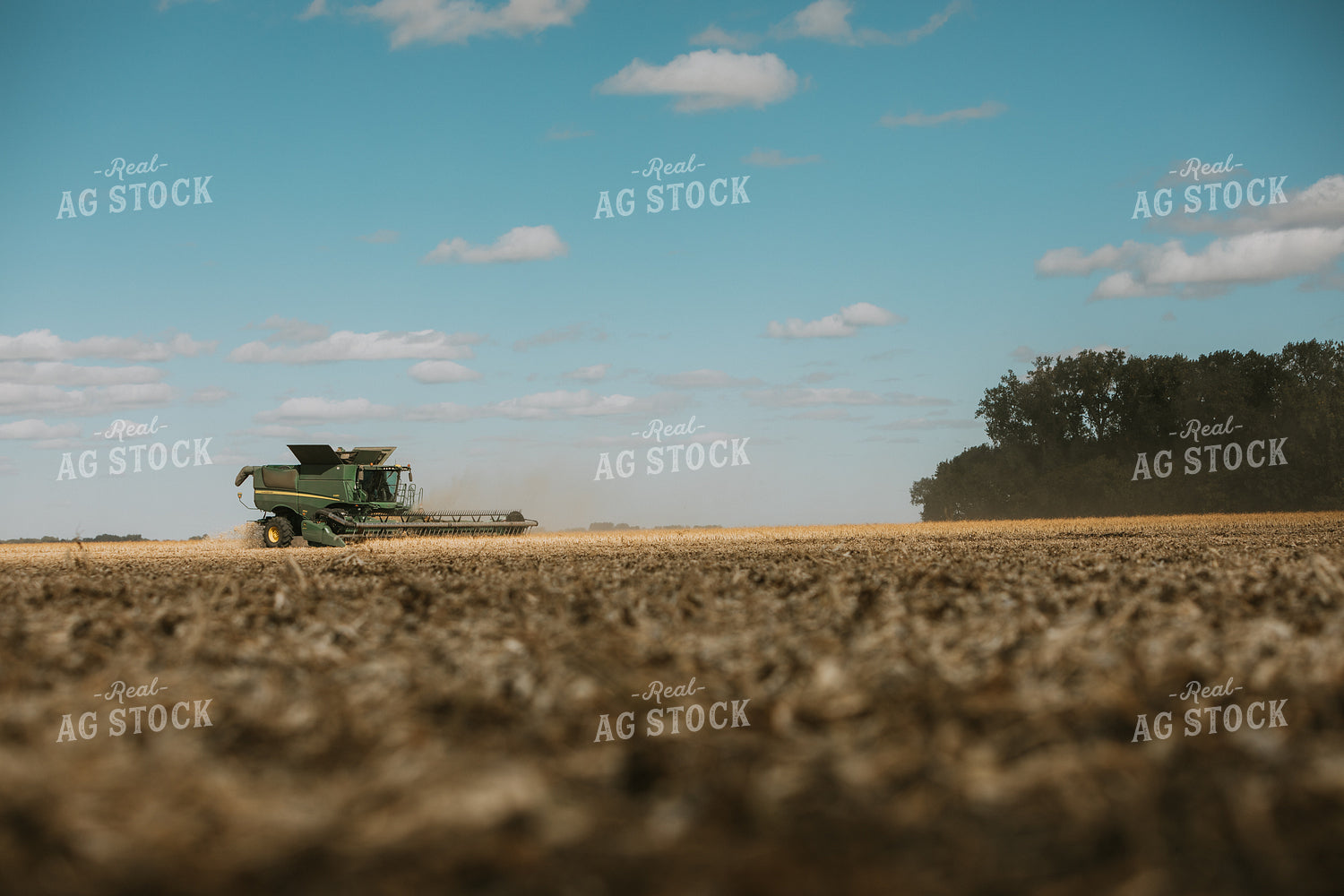 Combine Harvesting Beans 3286