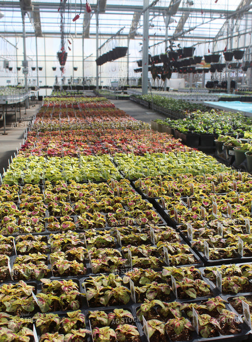 Greenhouse 141101