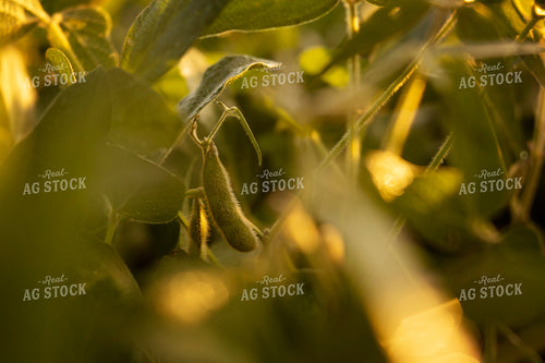 Soybeans - Mid-Season 4913