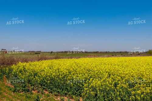 Flowering Canola Field and Cattle in Pasture 60001