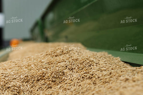 Oat Seeds 152836
