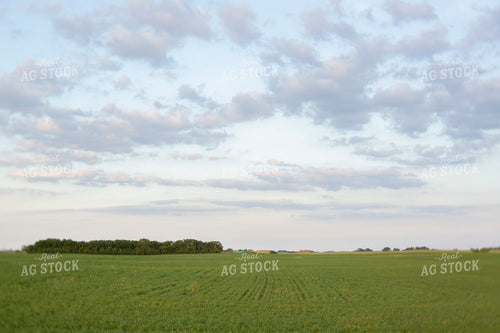 Wheat 2118
