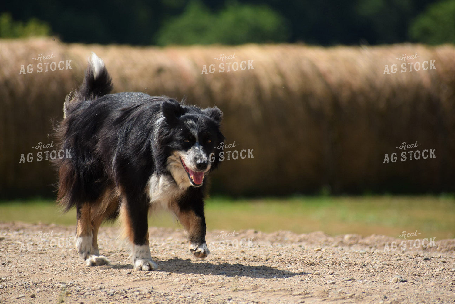 Farm Dog 305007