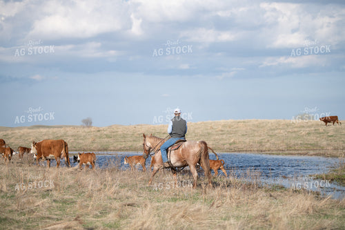 Herding Cattle 212001