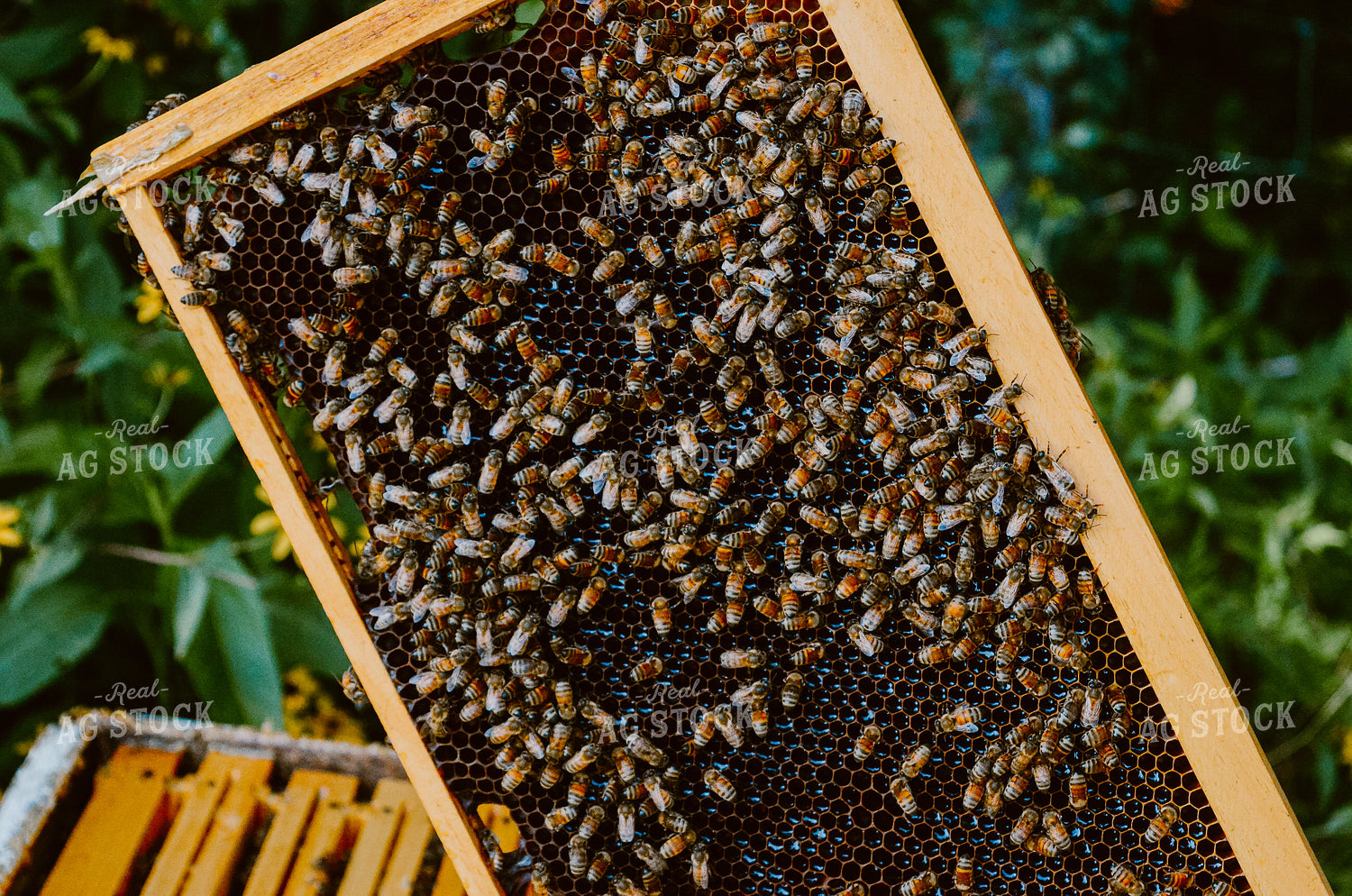 honey bees on Box 125040
