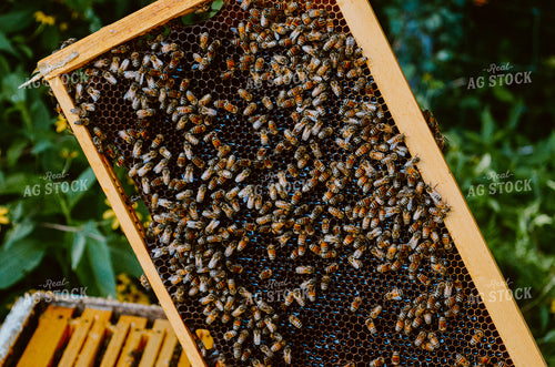 honey bees on Box 125040
