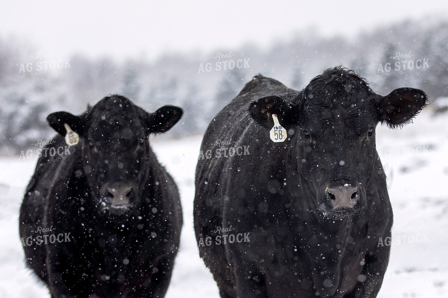 Black Angus Cattle in Snow 55415