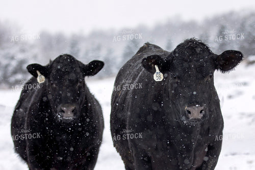 Black Angus Cattle in Snow 55415
