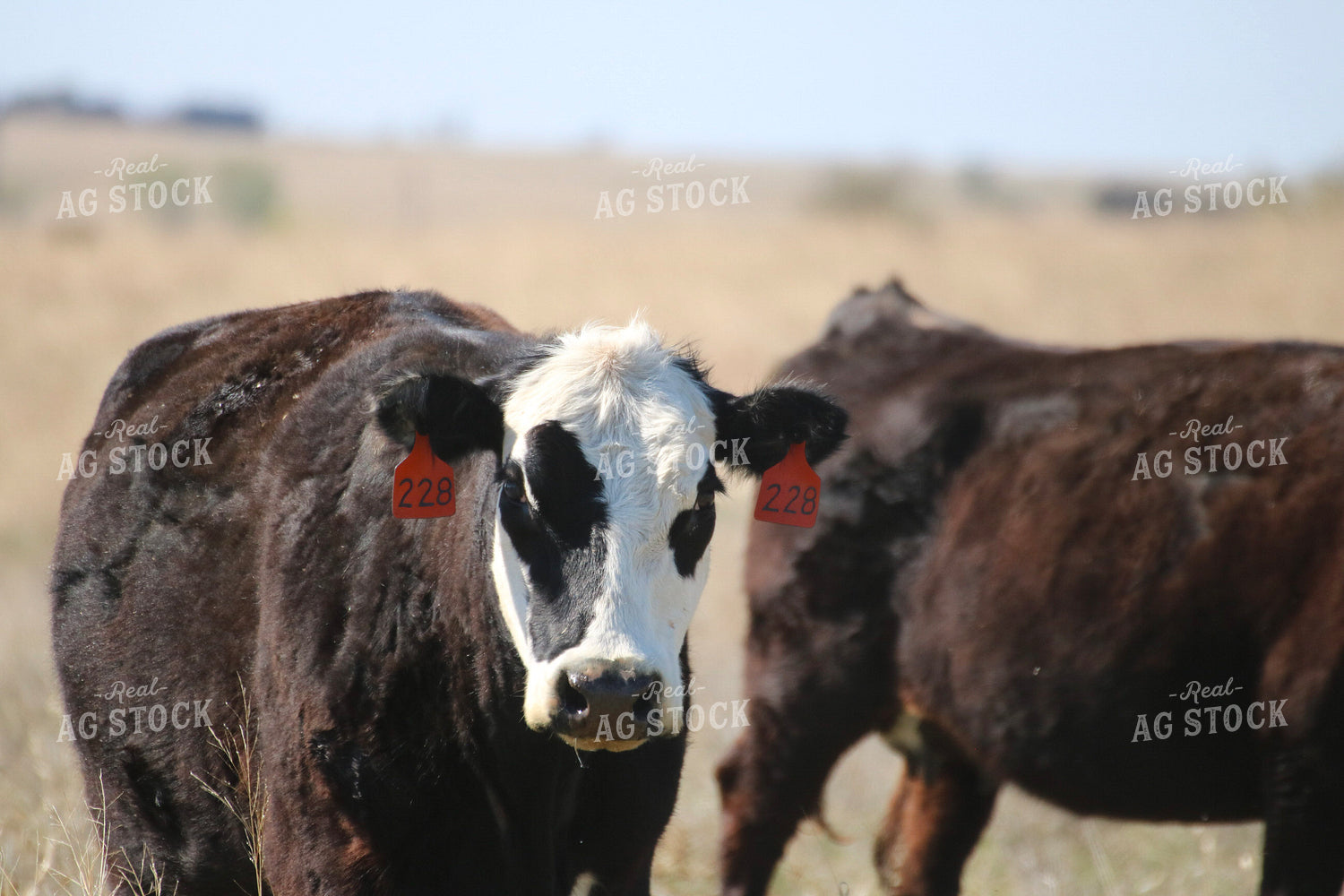 Cattle on Pasture 82425