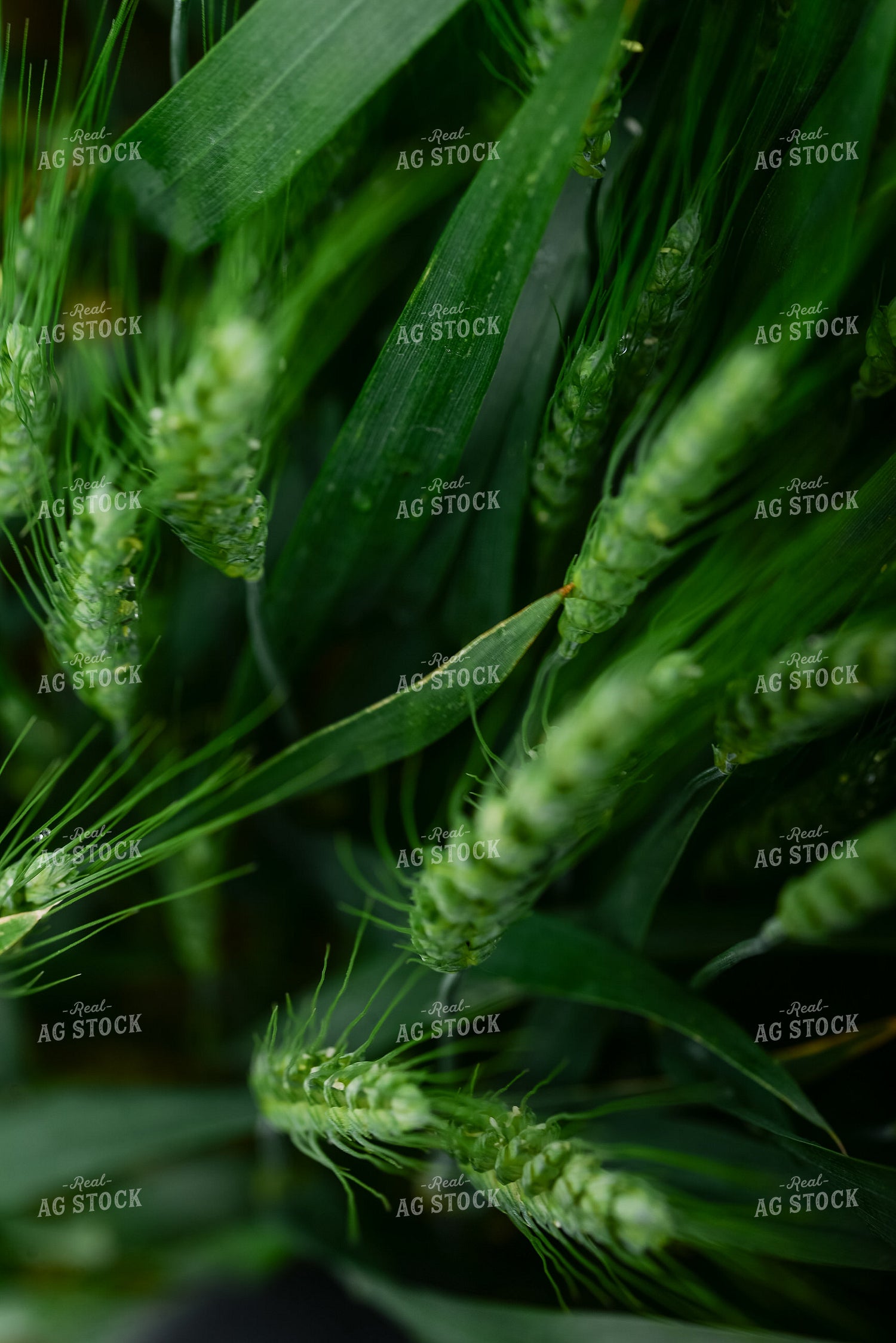 Wheat Head 151009