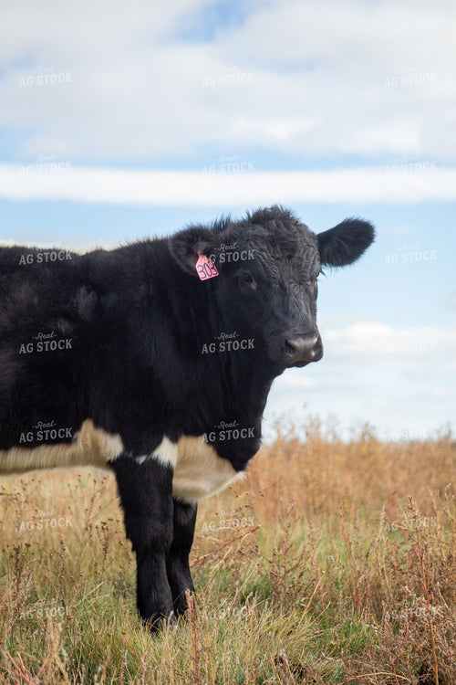 Calf with Pink Ear Tag Standing in Fall Pasture 406095
