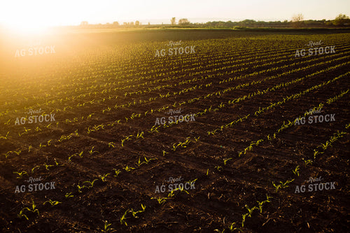 Early Growth Corn 2981