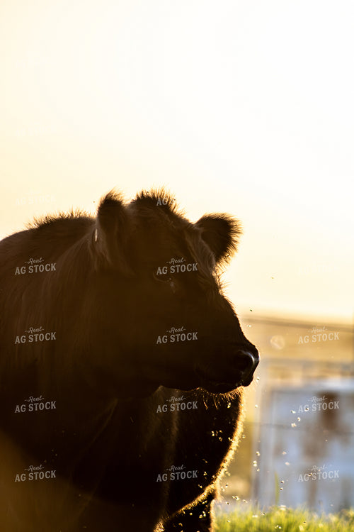 Angus Cattle 208007