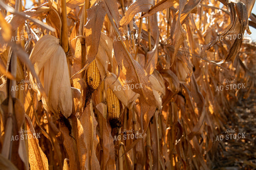 Dried Corn Waiting to be Harvested on a Sunny Day 25910