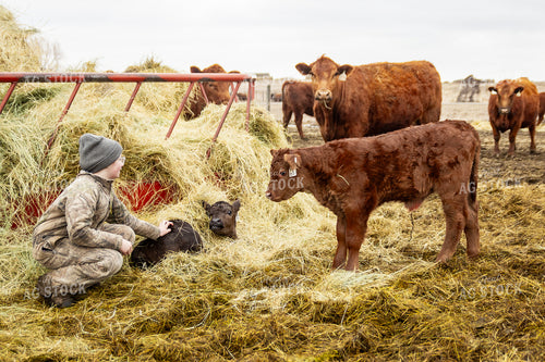 Farm Kid with Calves 155123