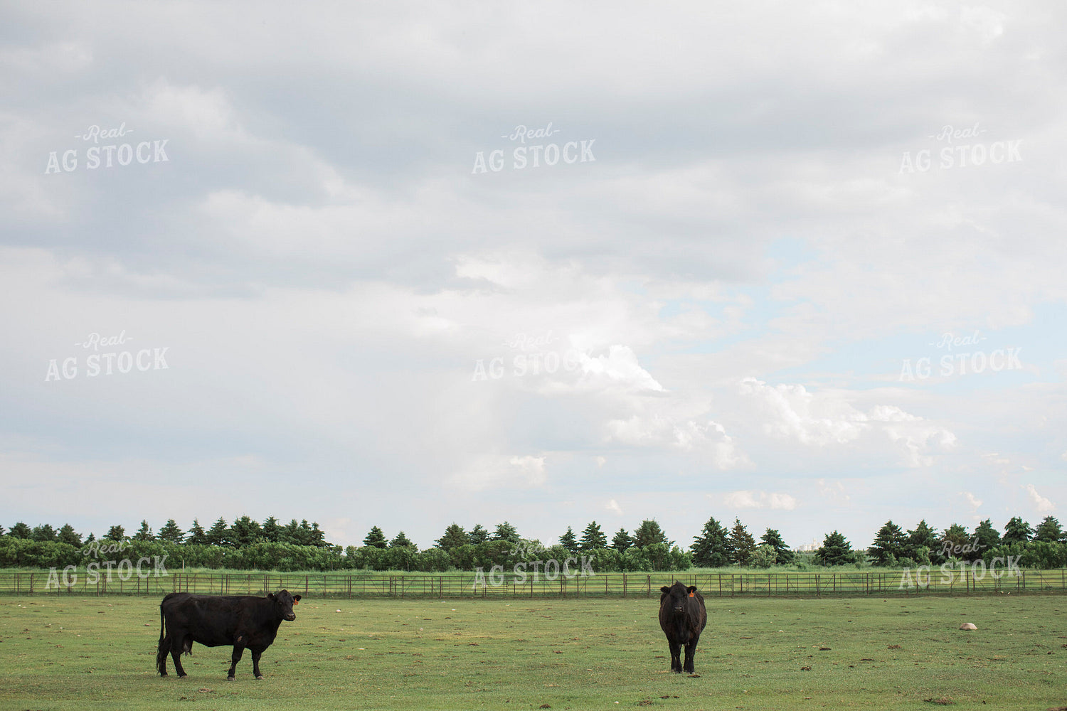 Feedyard 2982