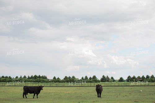 Feedyard 2982