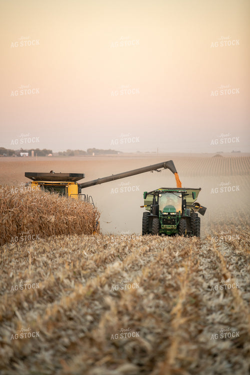 Corn Harvest 76472