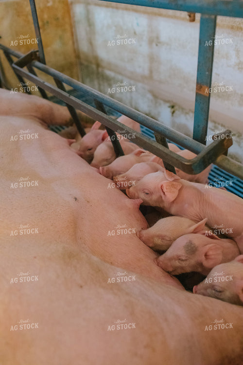 Piglets and Sow in Farrowing Stall 3241