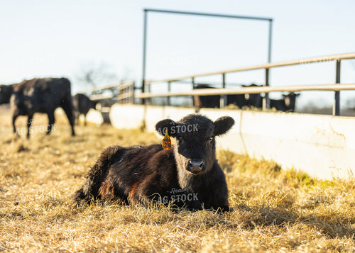 Angus Calf 264065