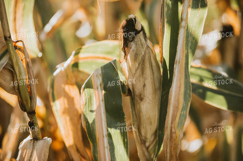Dried Corn in Field 4732