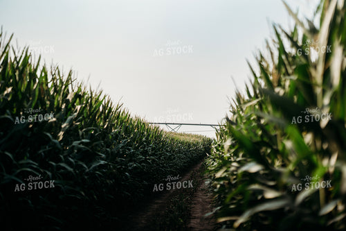 Mid-Season Corn Field 196322