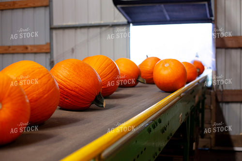 Pumpkins 132247