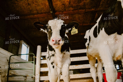 Cow and Calf in Barn 125055