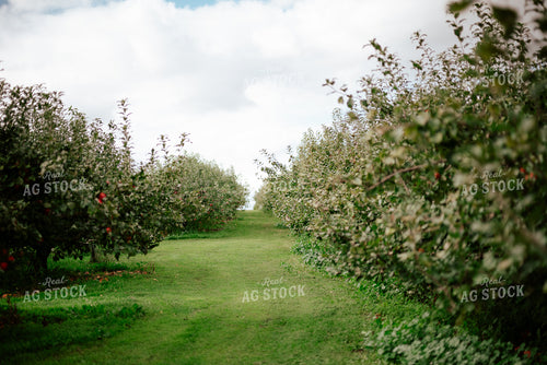 Apple Orchard 137091