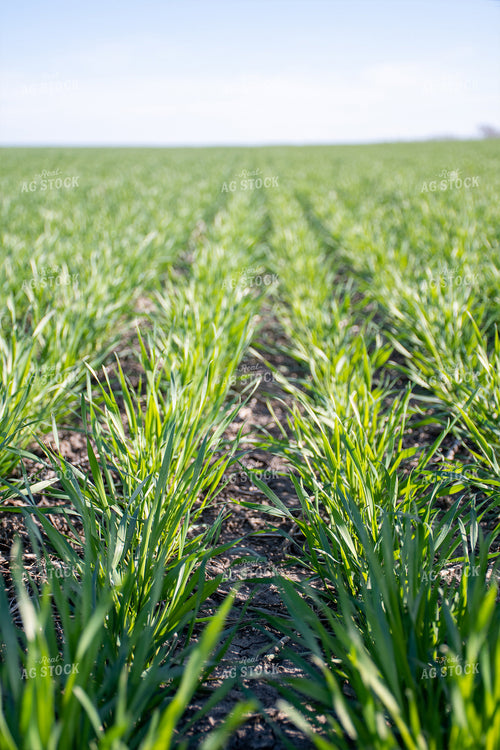 Green Wheat Field 50107