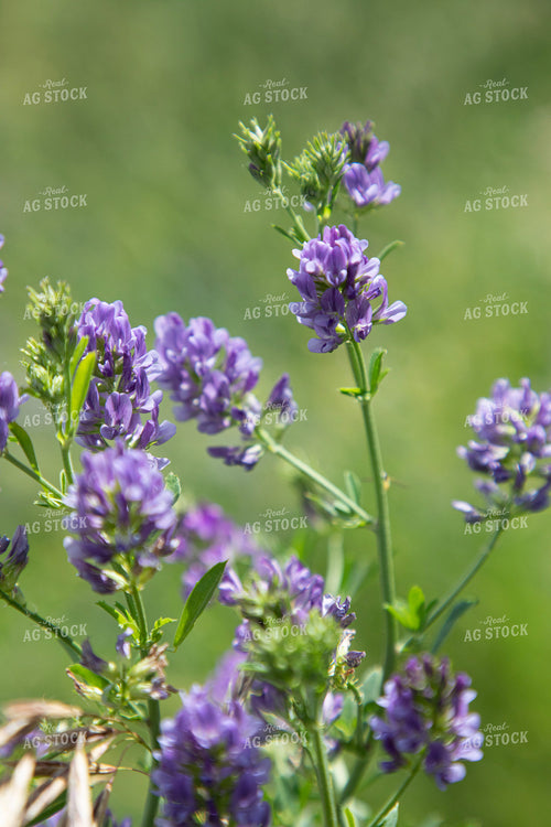 Alfalfa Blooming 117348