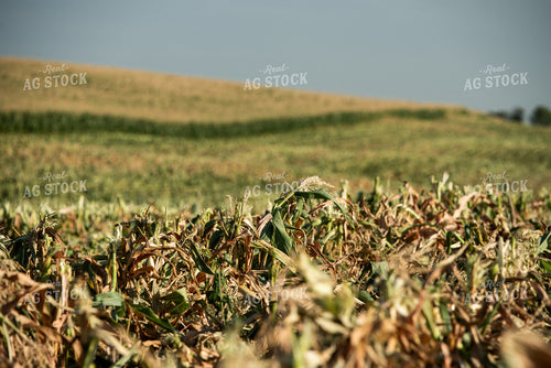 Cut Sweet Corn Field 76640