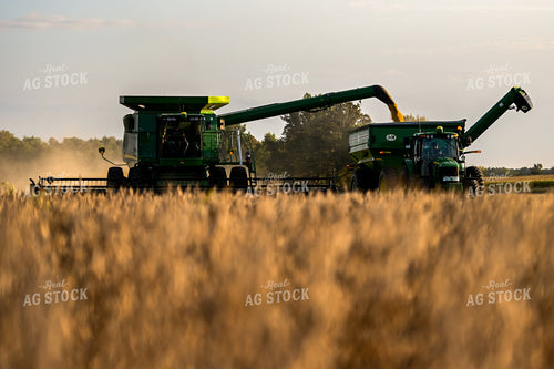 Wheat Harvest 90044